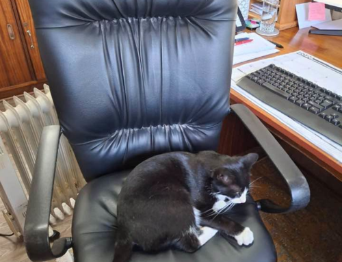 If you are looking for Mrs Wille, you might find s…