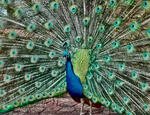 Mrs Greyling captured some stunning pictures of ou…