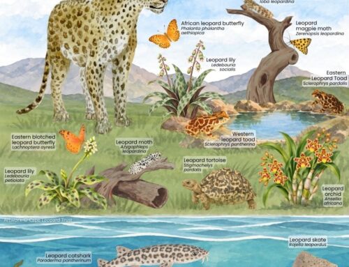 What comes to mind when you hear the word ‘leopard…